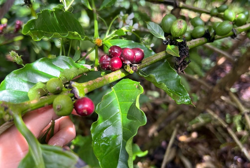 Nâng tầm Fine Robusta