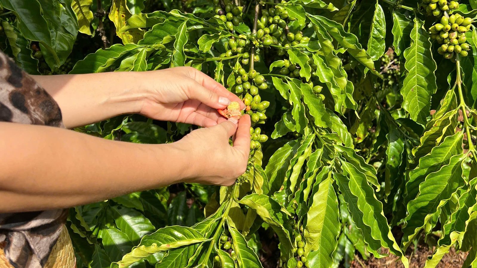 Vùng nguyên liệu An Khởi