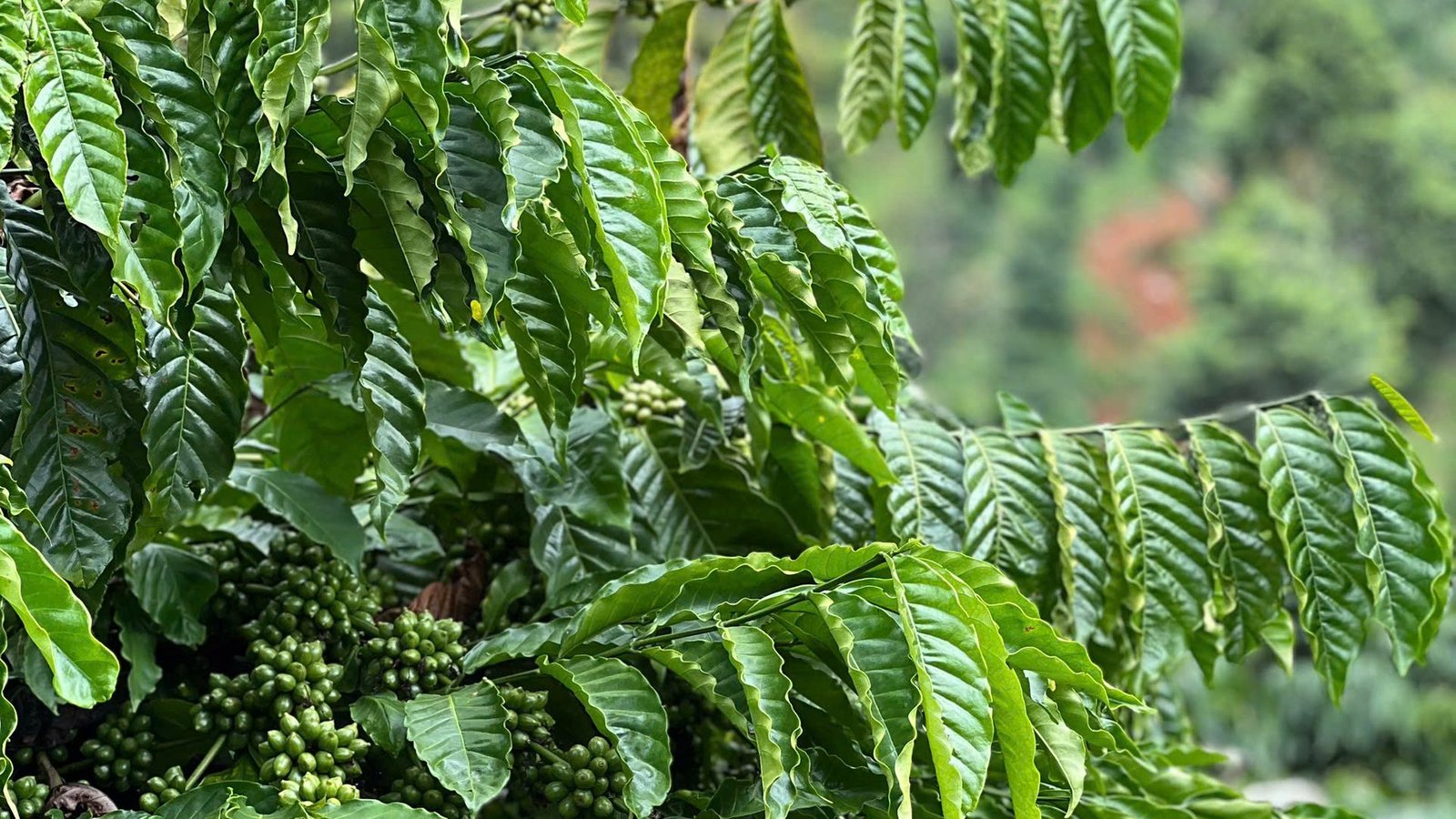 Vùng nguyên liệu An Khởi